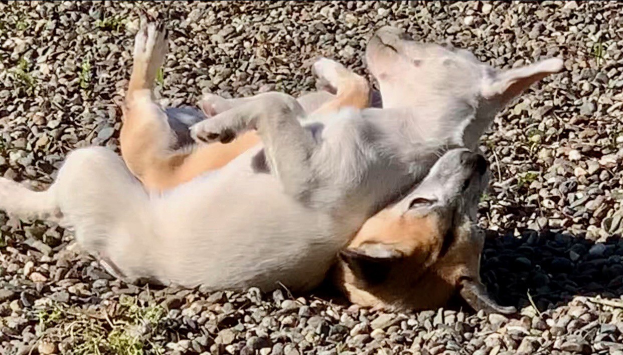 Josie and Yellow, two of the rescue dogs, rolling around in the yard together having fun.