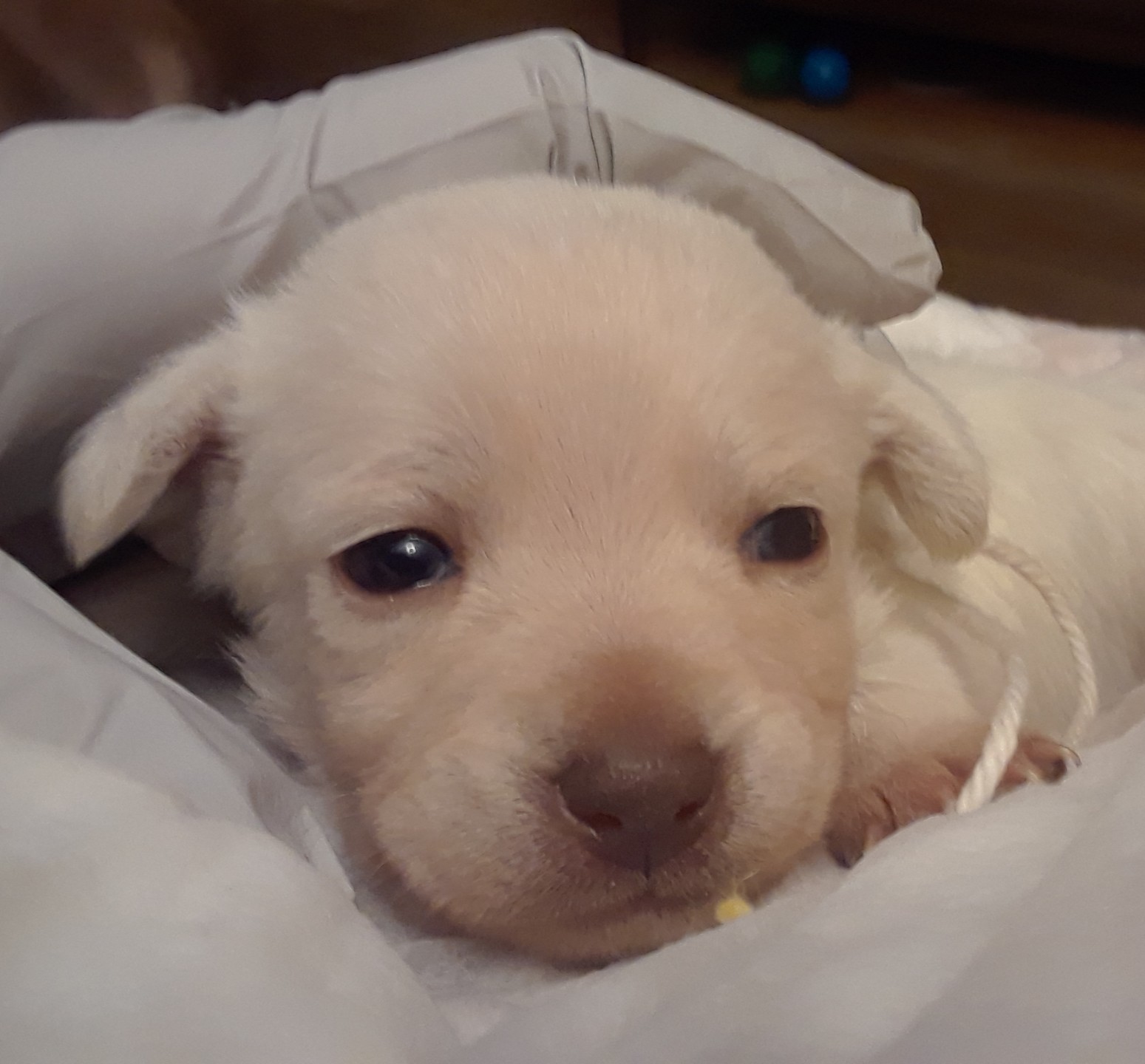 Whitey the puppy lying down looking cute.