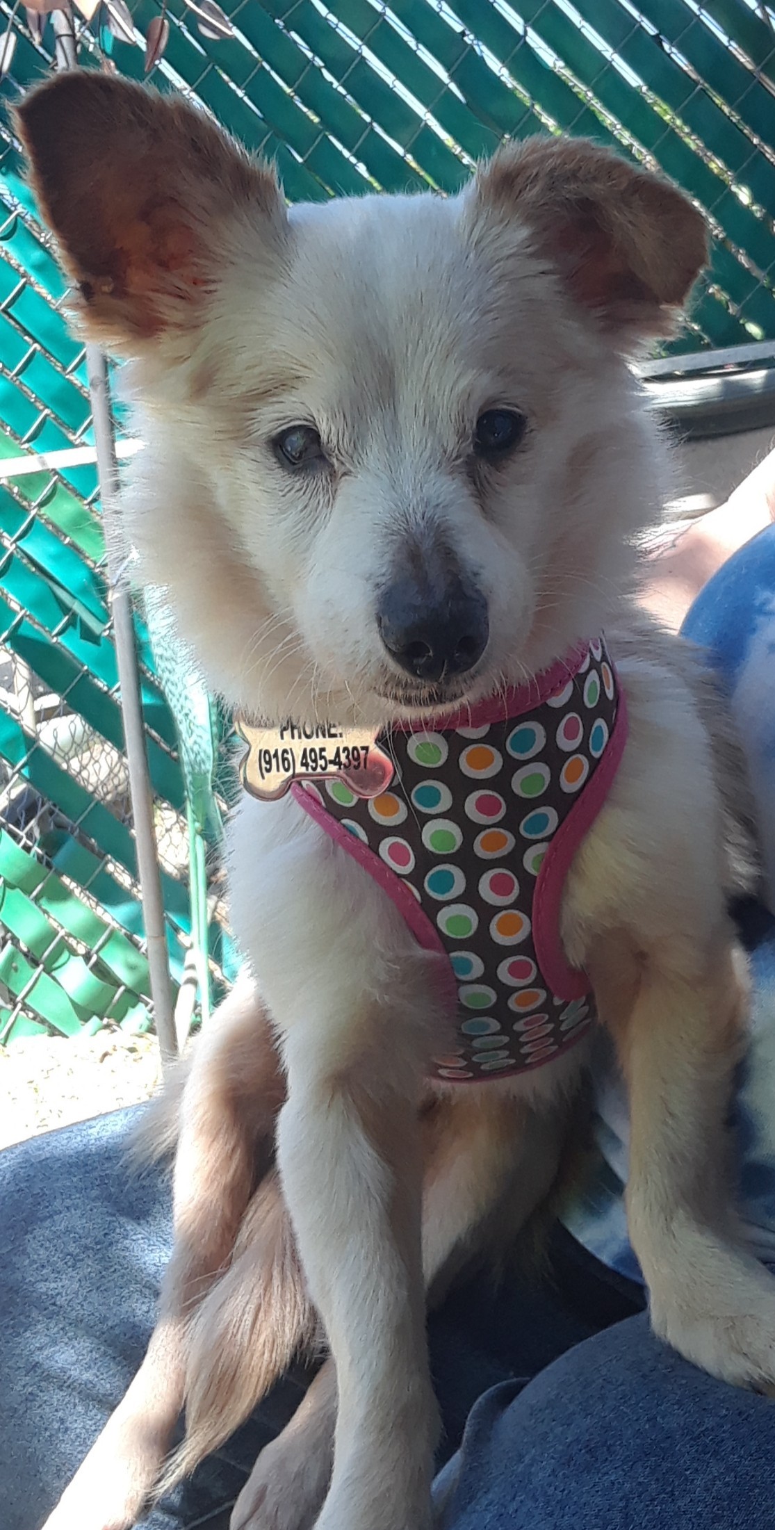 Foxie the dog sitting with her harness on.