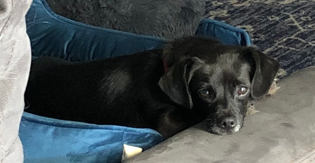 Benny the dog lying down in his bed.