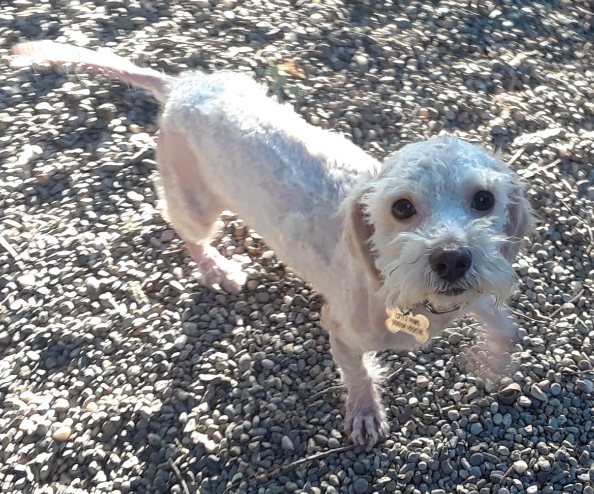 Louie the dog looking happy outdoors.