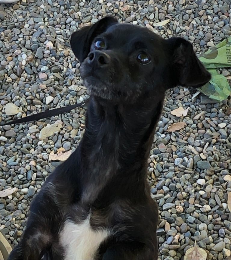 Pepper the dog looking up cutely.