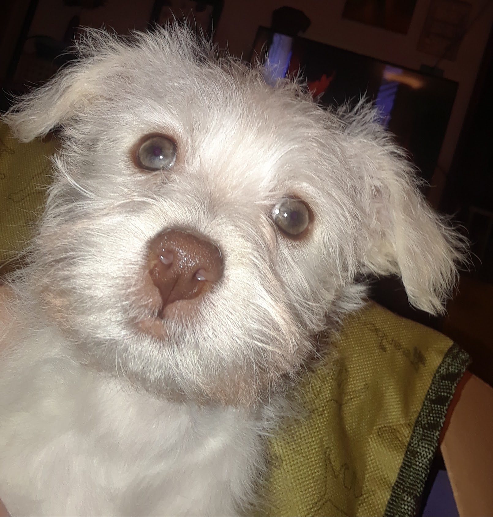 Red, one of Sally's pups looking into the camera.