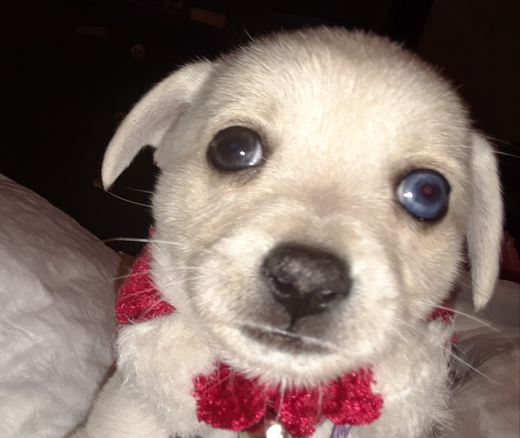 Yellow the puppy at around 5 weeks old.