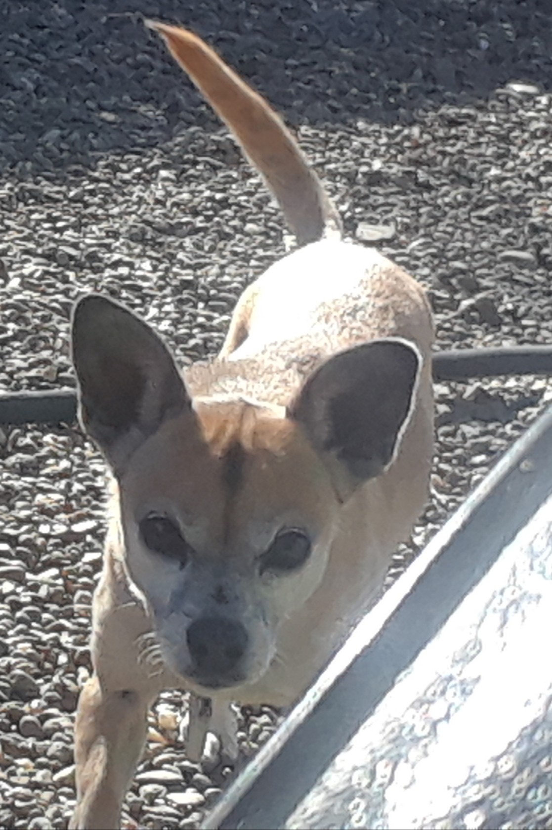 Josie the dog looking into the camera in the yard on Little Paws.