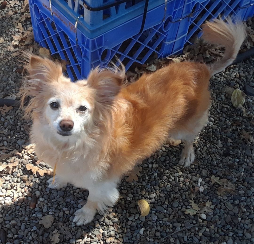 Kiwi the dog stood outside at Little Paws looking around.