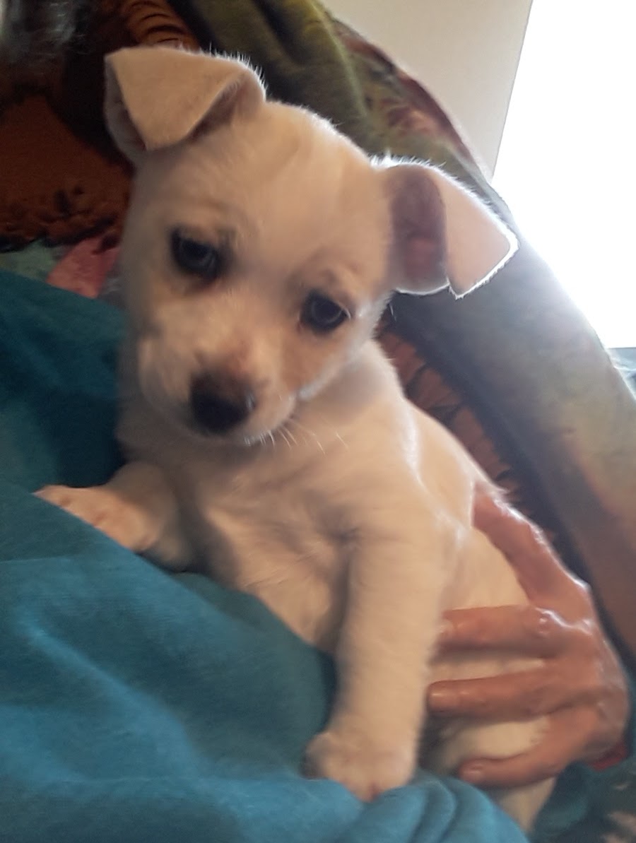 Pink the dog at a young age being held.