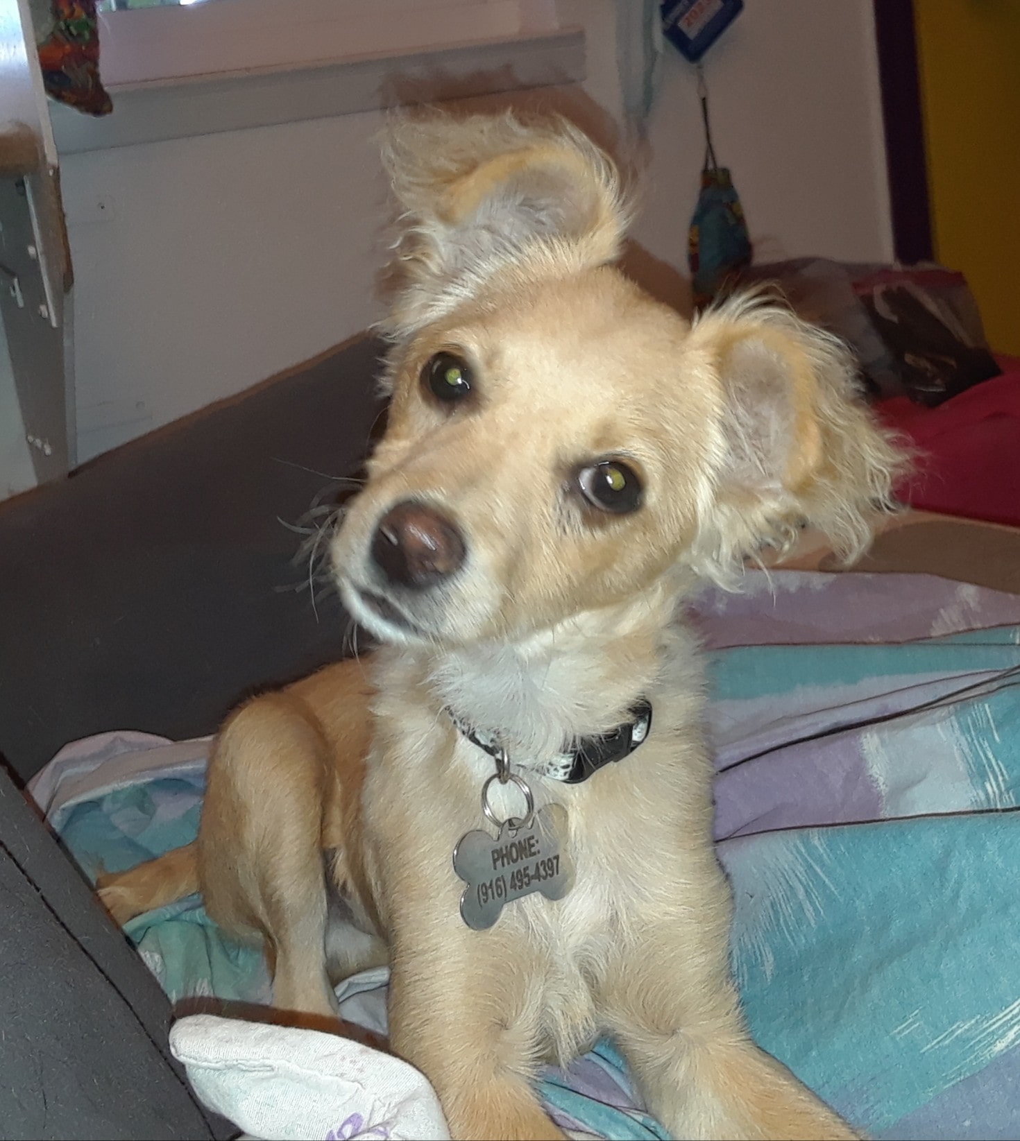 Rocky the dog lying down and tilting his head looking cute.