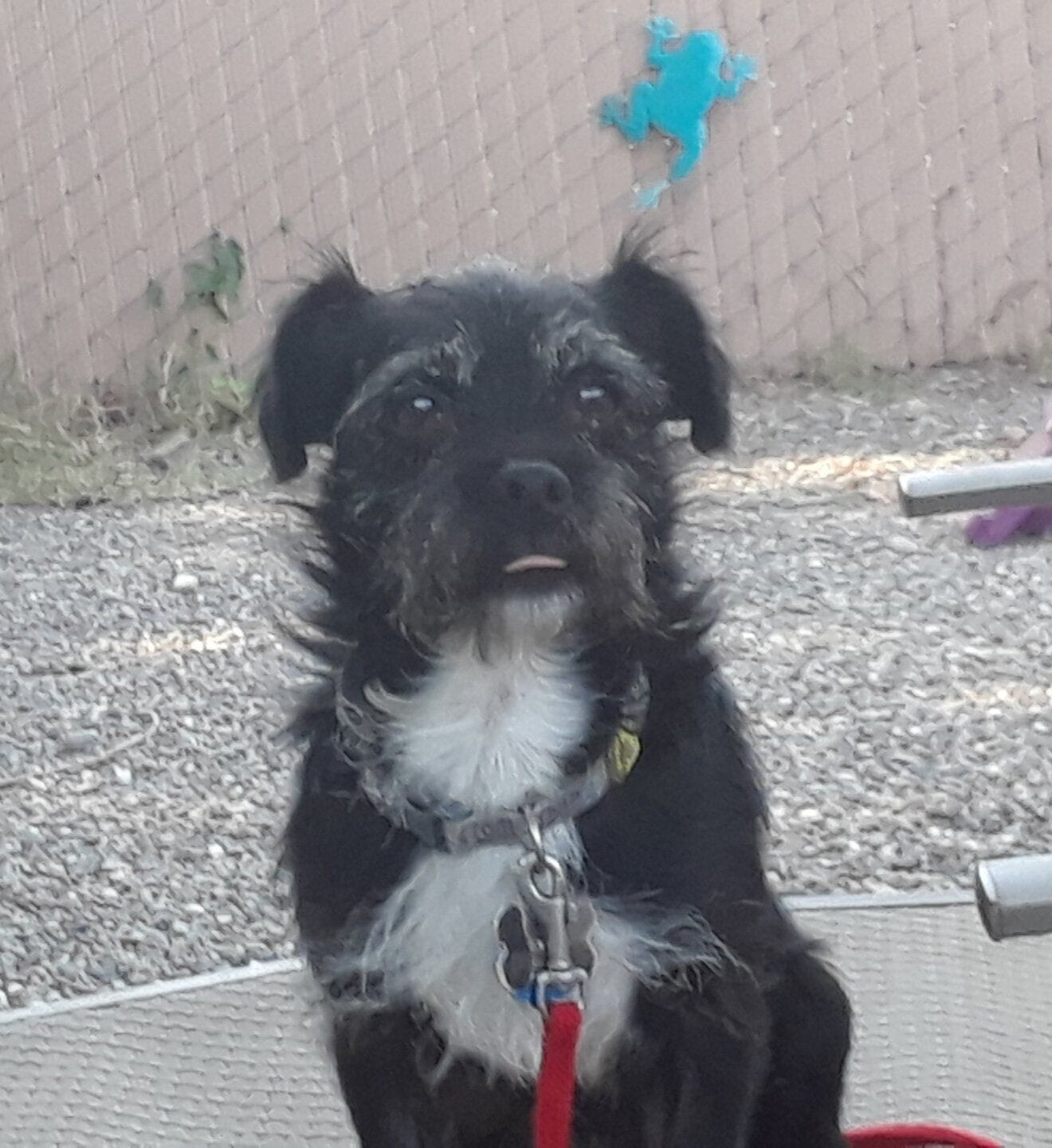 Spencer the black and white dog sat down looking at the camera.