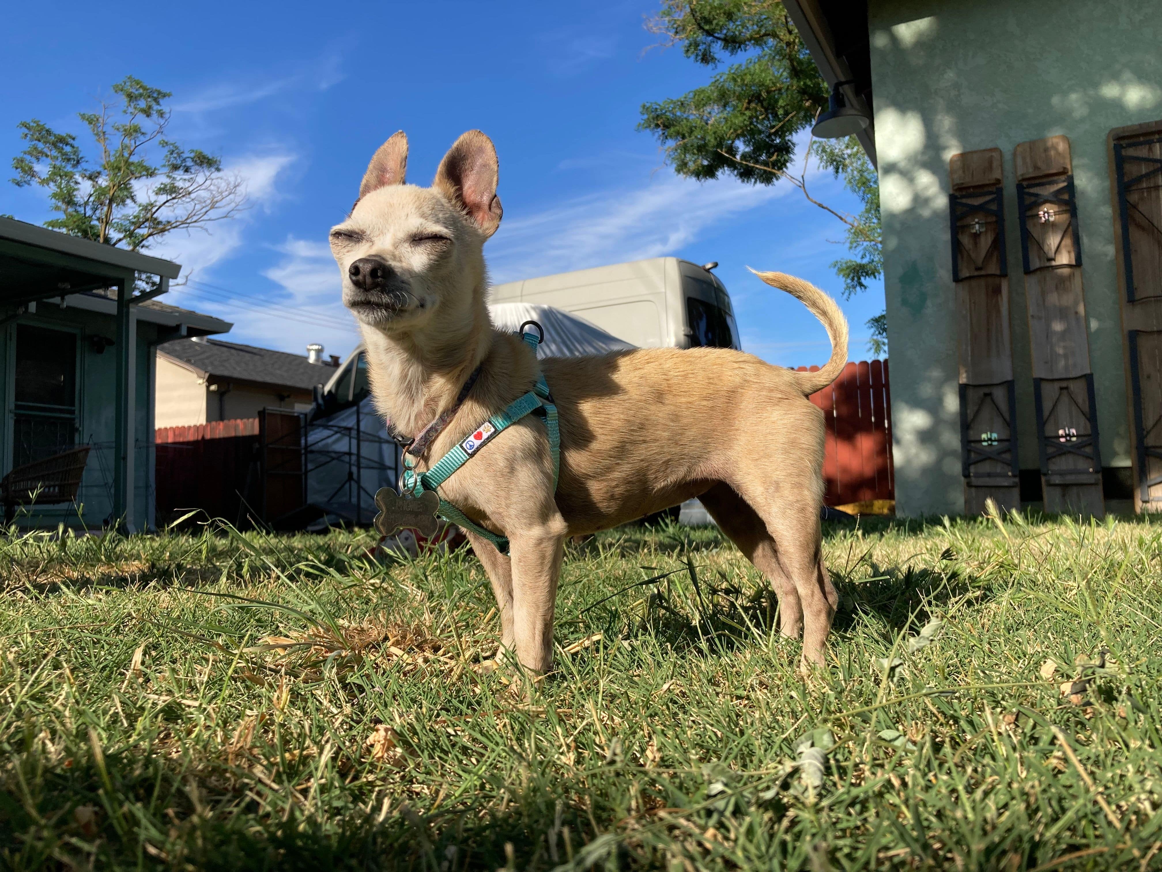 Angelica after being adopted looking happy in the sun.