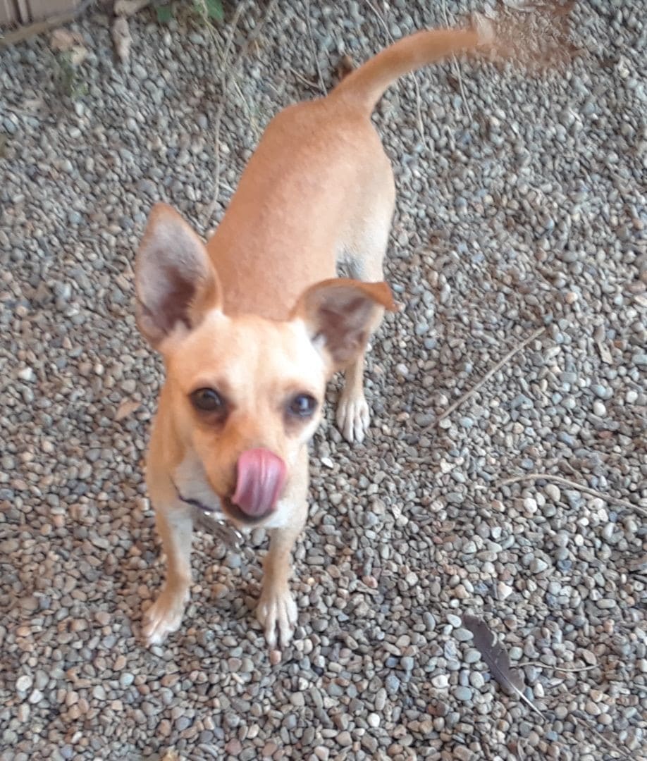 Kiwi the dog looking up licking her nose.