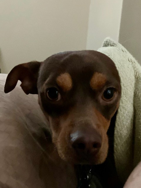 Charlie the dog looking cute and comfortable with one of his ears covered with a blanket.