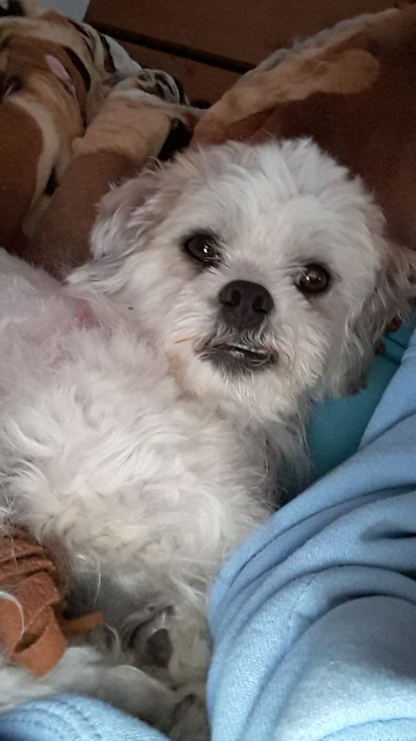 Bogie lying on his back looking cutely up at the camera. He is in his new home lying down on blankets.