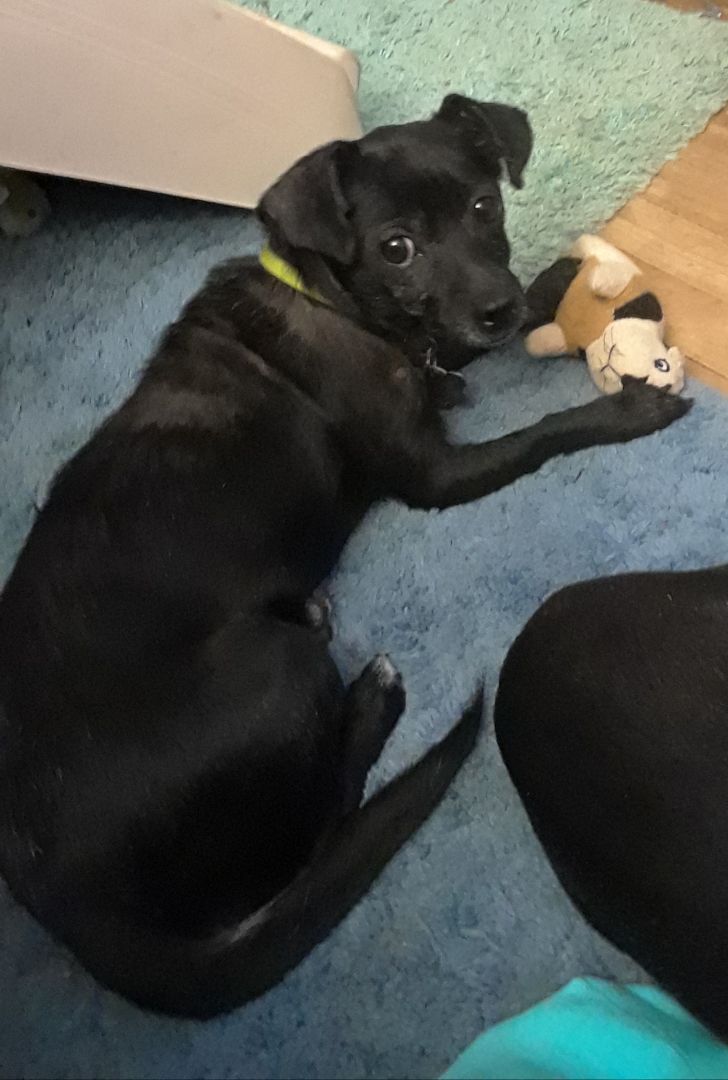 Pepper lying down looking up at the camera. She is in her new home after being rescued.