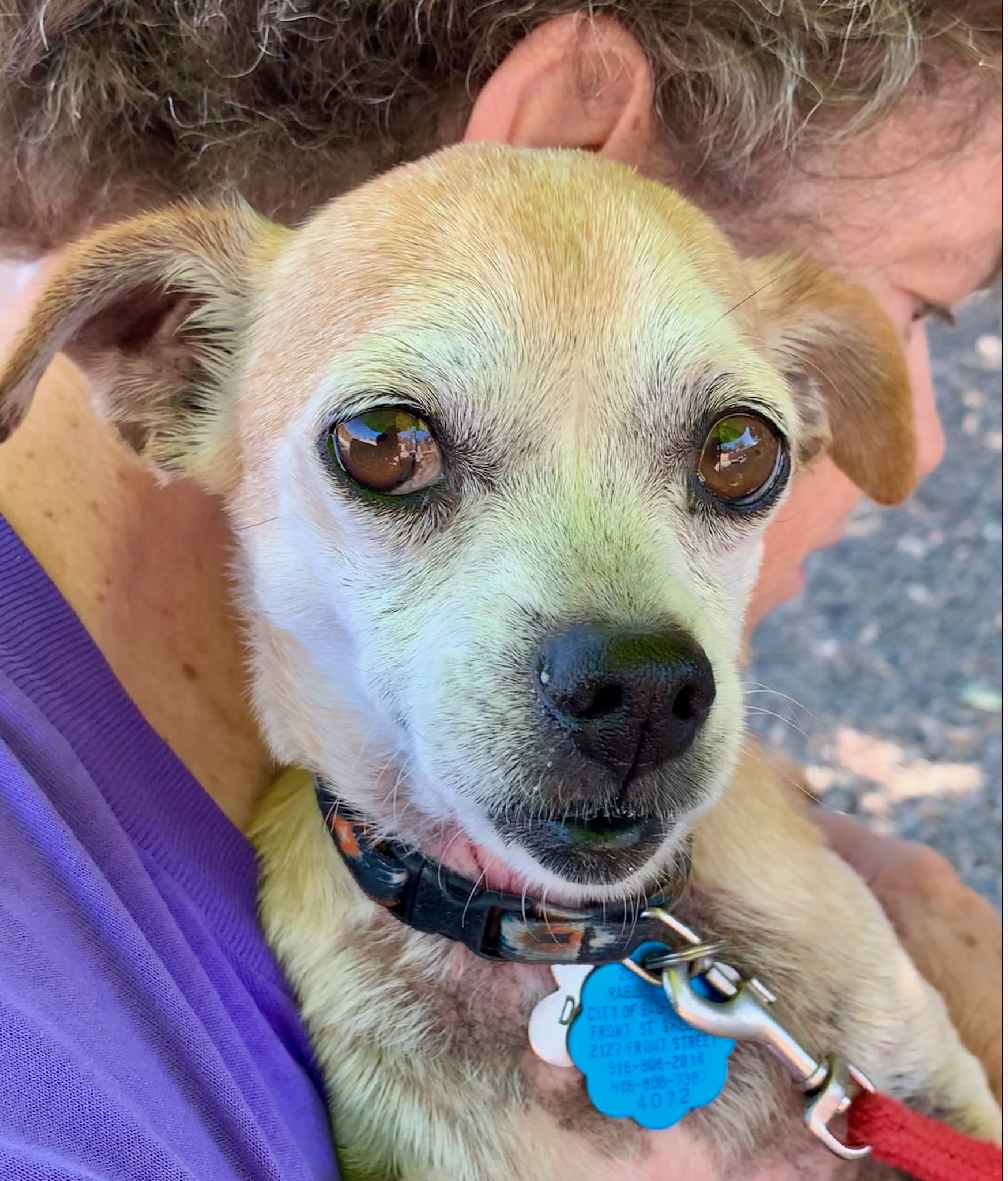 Marty (was Mutt) being held by Debra and looking into the camera at Little Paws.