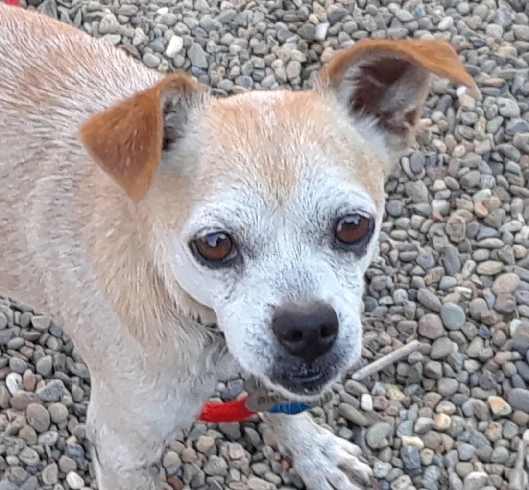 Marty Image of Marty the dog